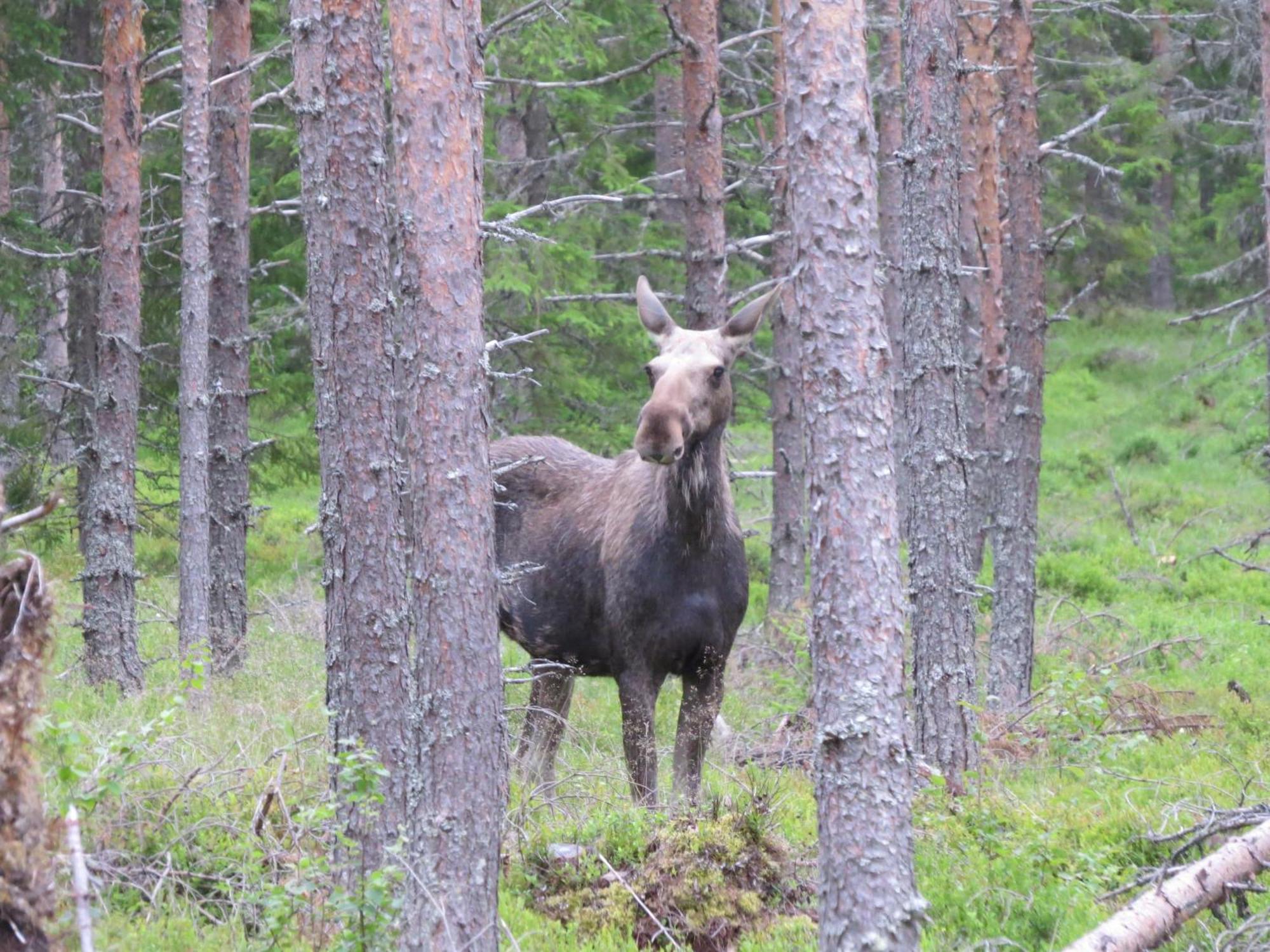 Vikinggard Cottages Holjes Esterno foto
